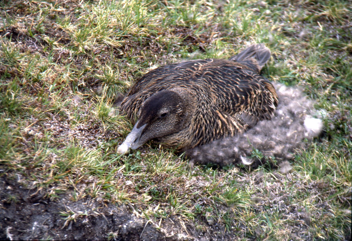 Eider Duck female